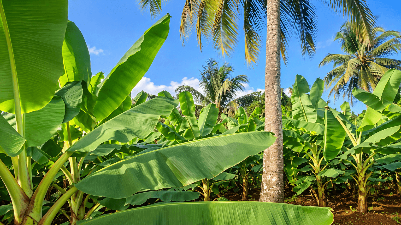 Coconut trees and greenery on the agricultural property