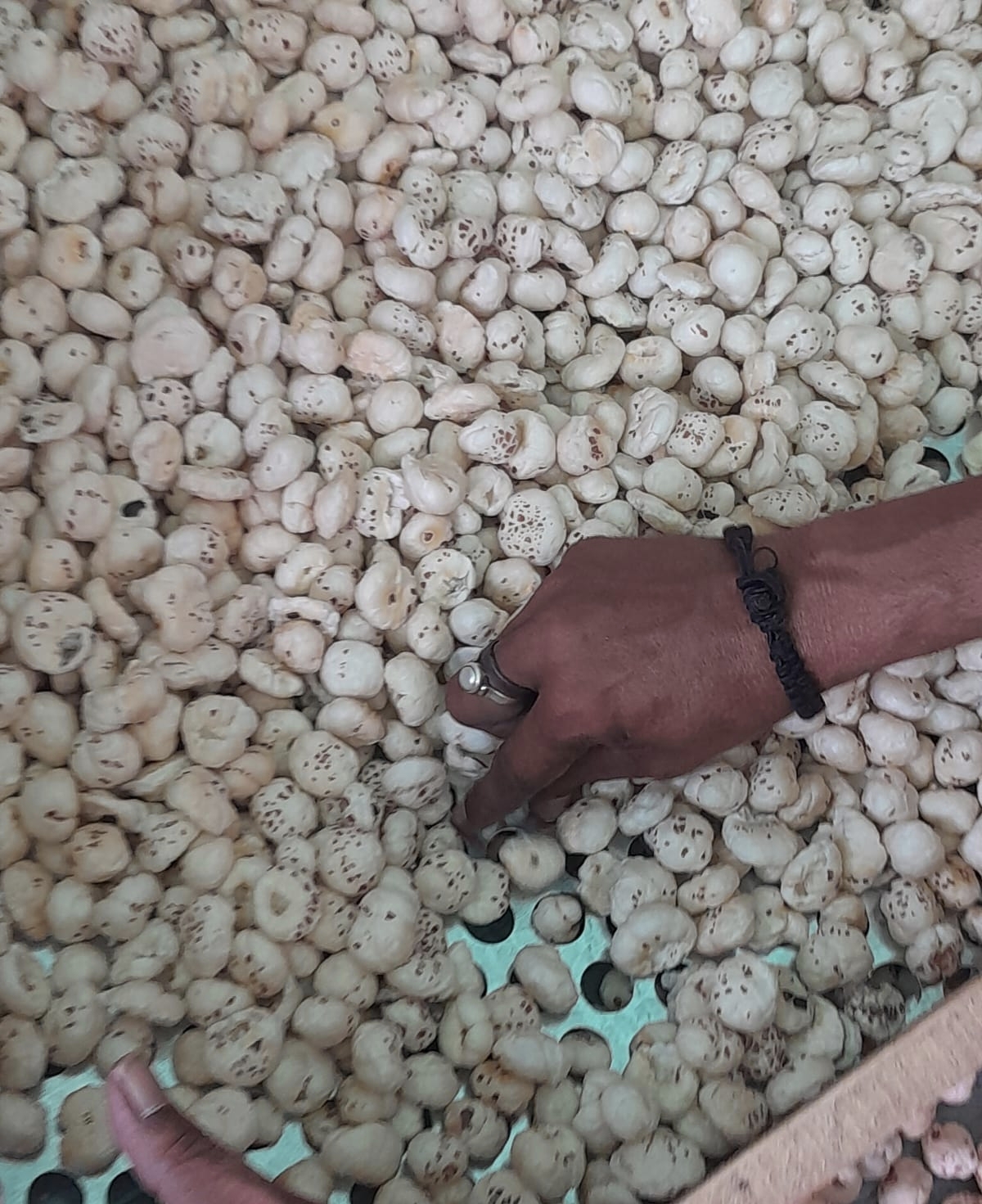 Premium Indian makhana fox nuts
