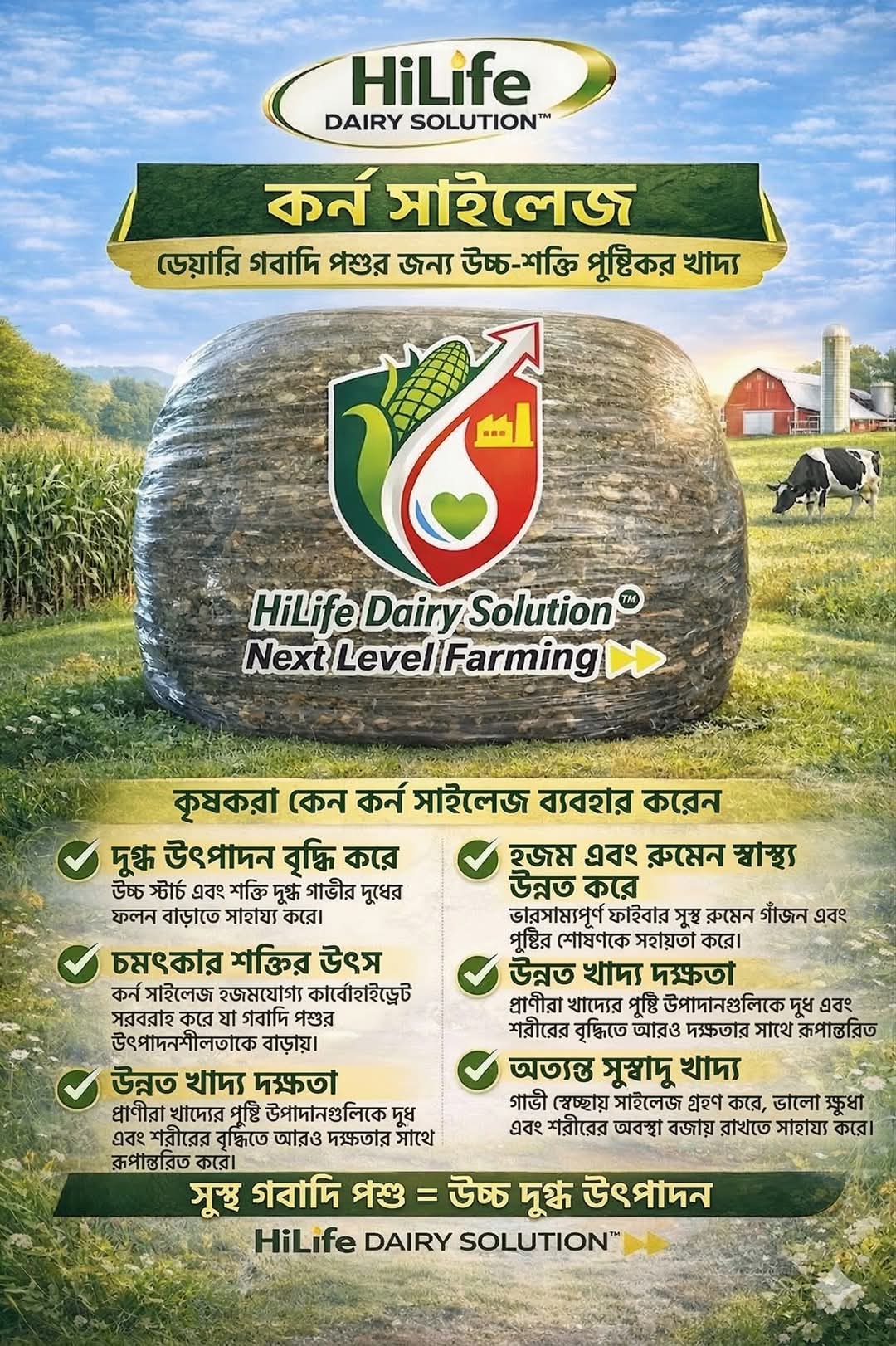 HiLife Corn Silage