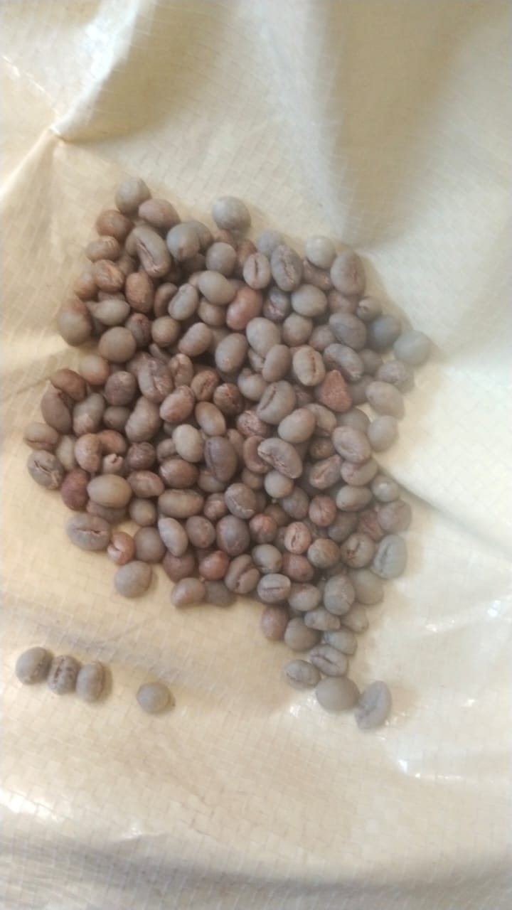 RP PB green coffee beans