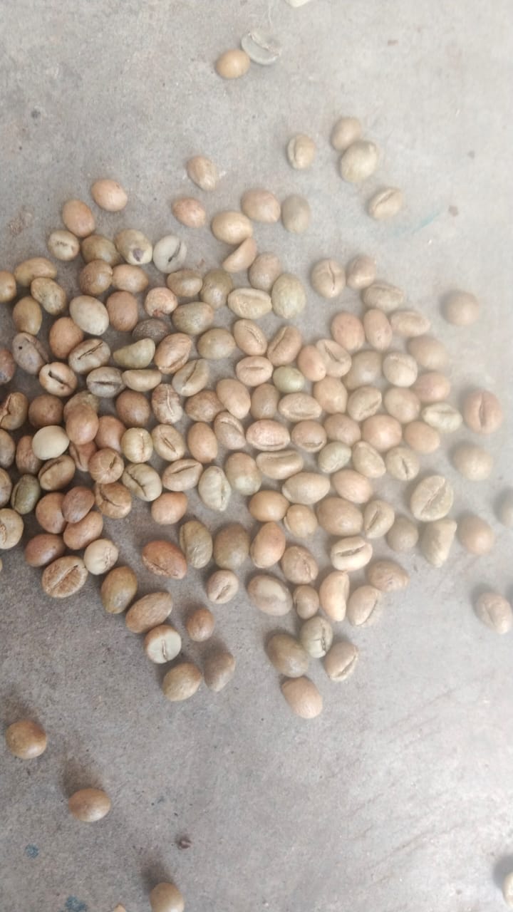 RC PB green coffee beans