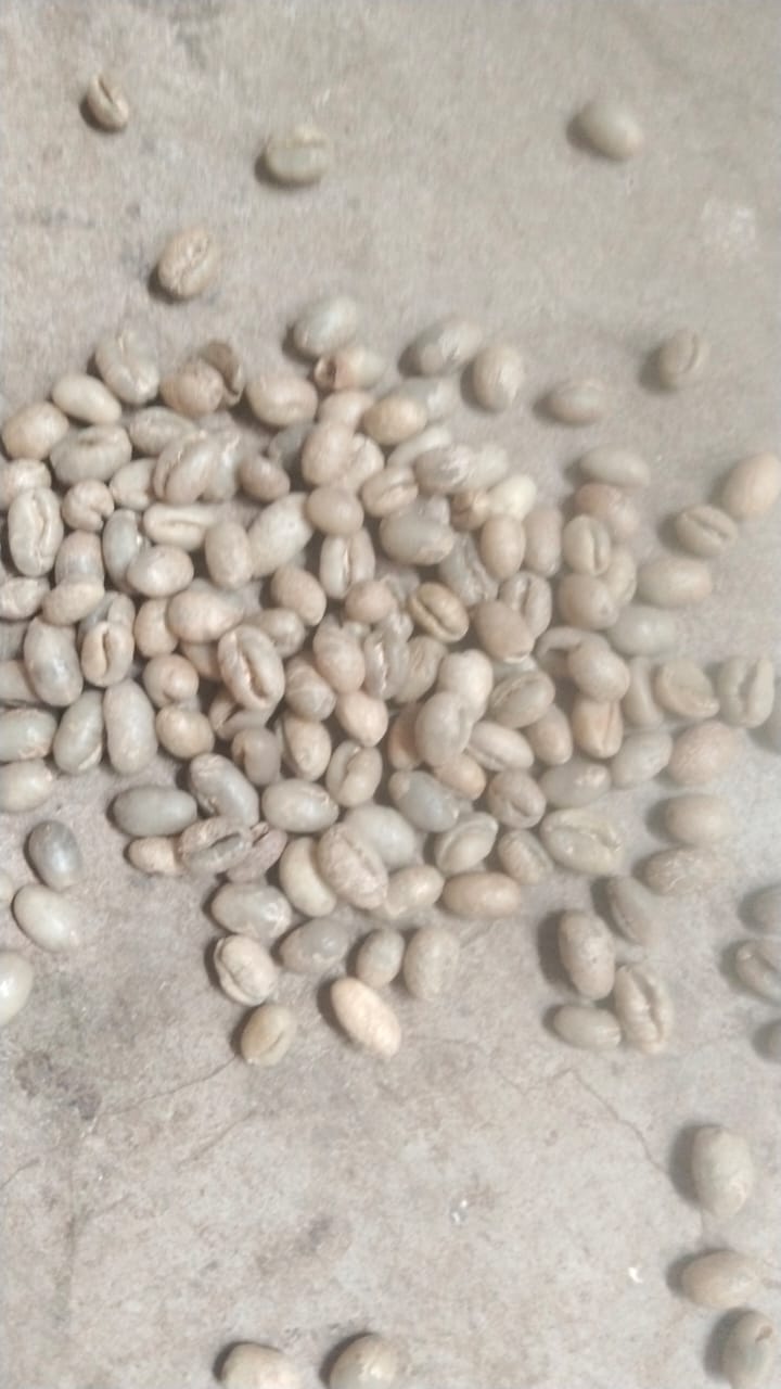 PI PB green coffee beans