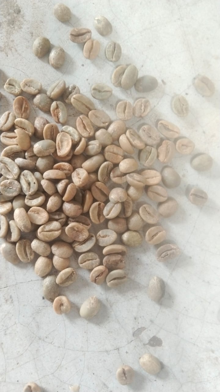 AC AA green coffee beans