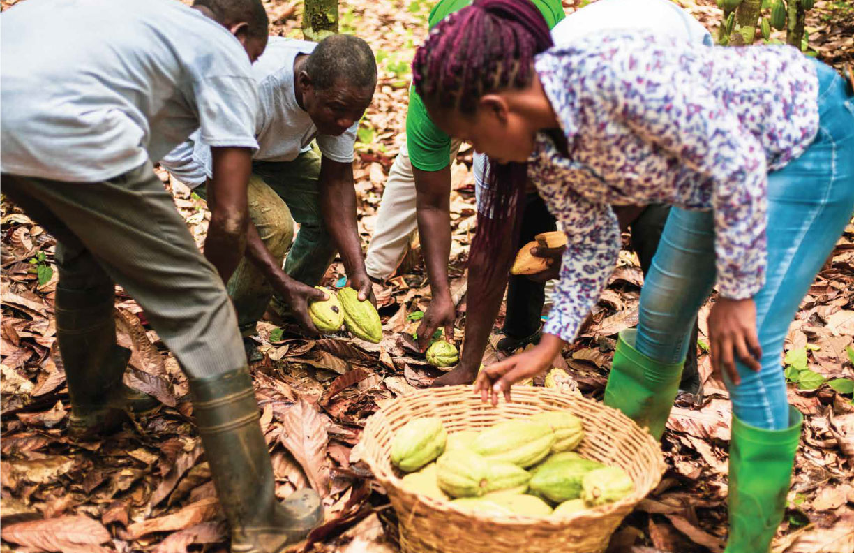Farmers harvesting certified-organic cocoa in Ghana